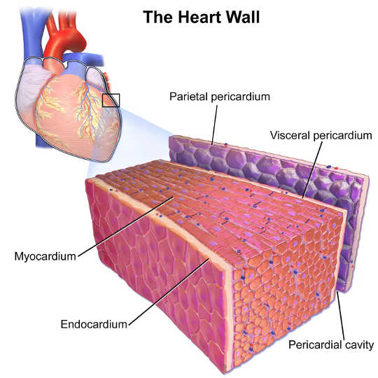 even if you re asymptomatic why covid 19 can harm your heart