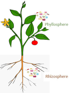 Some microbes are associated with the leaves and shoots, while another distinct set live among the roots.