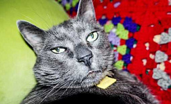 A black cat with green eyes looks at the camera while on a red and green blanket