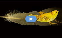 small yellow bird standing on a big bird feather