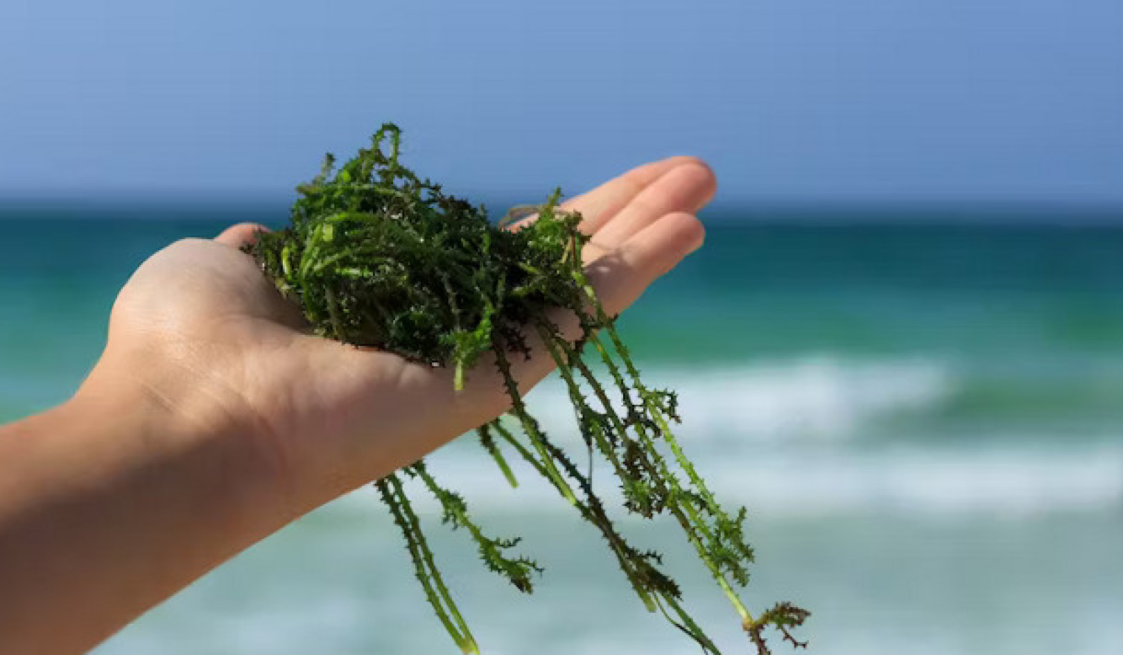 Europe's Forgotten Seaweed Legacy