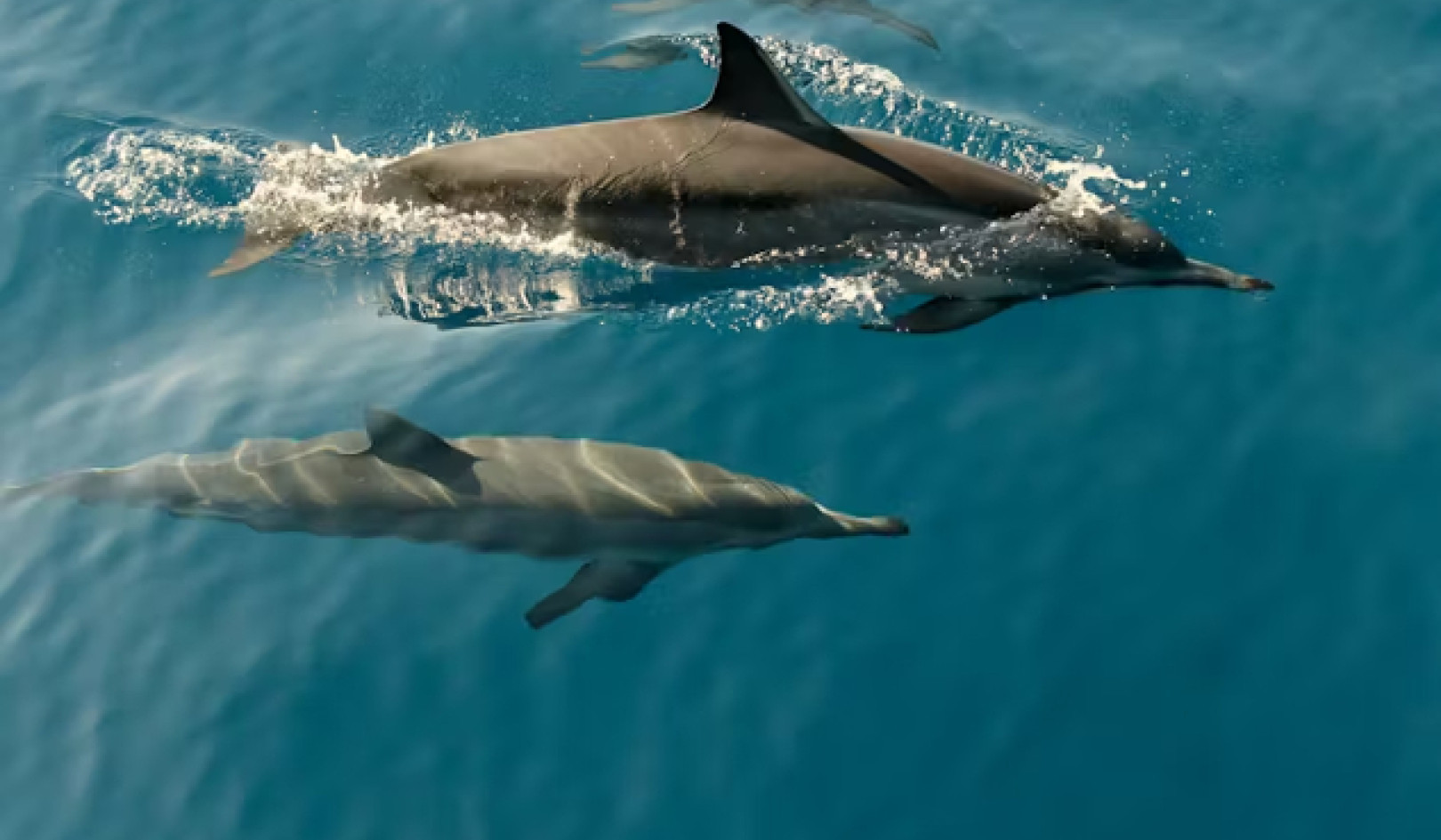 Dolphins and Their Three ‘Super Senses’
