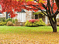 autumn leaves 11 15